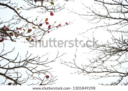 Twig on a white background