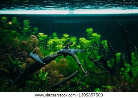 

large freshwater aquarium with fishes.