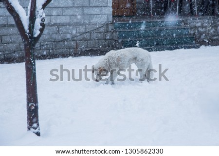 Dog walking on thick layer of snow outside the hose on snowy day - Image
