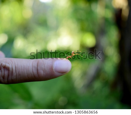 Red ant bites the human finger.