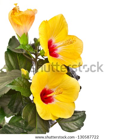 Yellow hibiscus flower isolated on white background. Clipping path included.