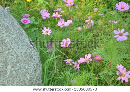 Cosmos blooming in green field enhancing atmosphere filled with loveliness, liveliness and romance that can obviously touch and feel