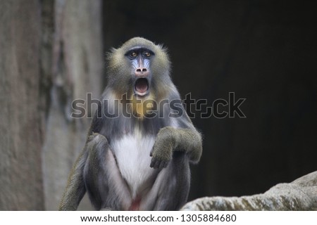 a baboon was shocked at the photo