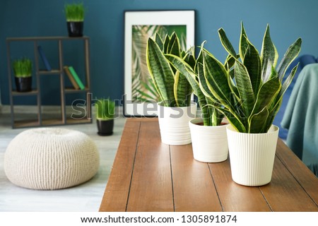 Sansevieria plants on table in modern room