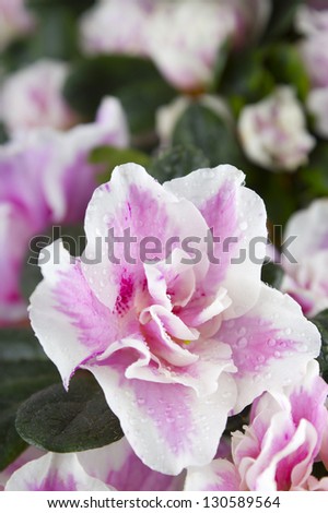 Close up of a pink flower called Azalia on a green leaves and pink flowers background.