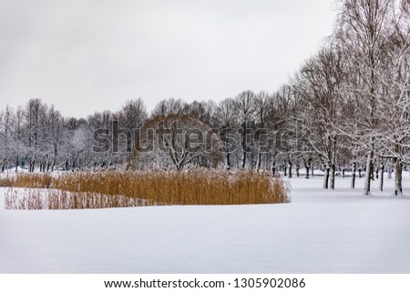 Snowy trees in Riga, Latvia