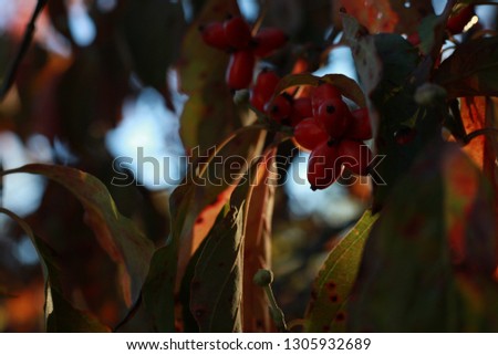 Red Berries on Tree