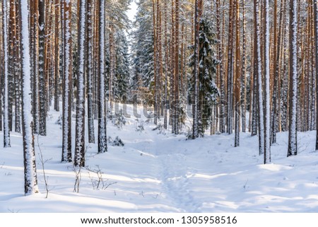 Sunny Winter Day in Pine Tree Forest, Abstract Background with Tourist Hiking Trail Leading Deeper in Woods, Concept of Peace and Harmony in Countryside, Free Space for Text