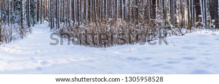 Panorama Photo of Sunny Winter Day in Pine Tree Forest, Abstract Background with a Place for Text, Concept of Peace and Harmony in Countryside