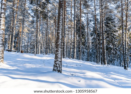 Sunny Winter Day in Pine Tree Forest, Abstract Background, Concept of Peace and Harmony in Countryside