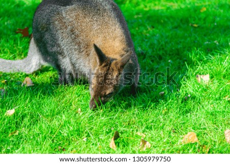 Kangaroo on green grass. Kangaroo eating grass