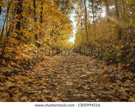 Forest autumn landscape, the road in the autumn forest.