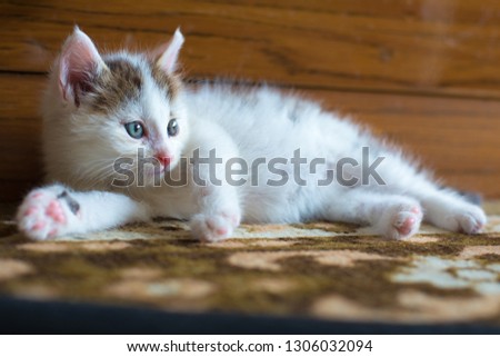 white striped kitten lying on the carpet and looking