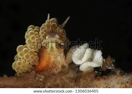 Nudibranch Doto ussi with eggs. Picture was taken in Lembeh Strait, Indonesia
