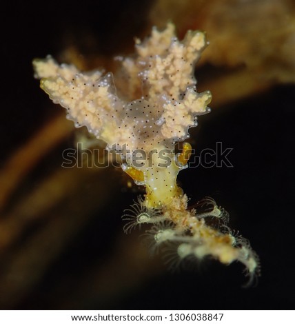 Nudibranch  Doto sp.4 in NSSI2. Picture was taken in Lembeh Strait, Indonesia