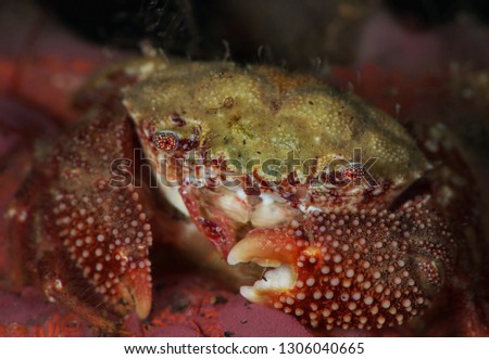 Crab Actumnus sp. Picture was taken in Lembeh Strait, Indonesia