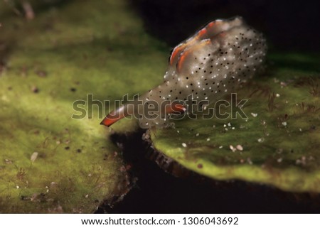 Sea slug Elysia marginata. Picture was taken in Lembeh Strait, Indonesia