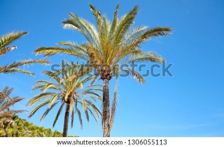 Date palm trees against the blue sky, space for text.