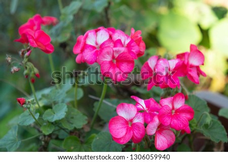 pink flower in garden .