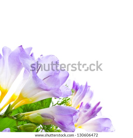 lilac freesias isolated on white background