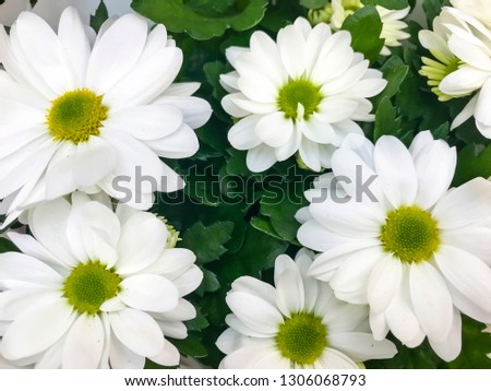 Background, texture daisy flowers, chrysanthemum, greeting card, banner. Studio Photo