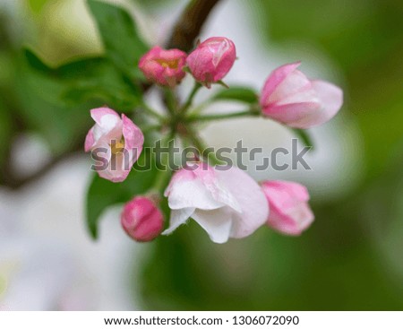Flowers on the branches of apple trees in spring .