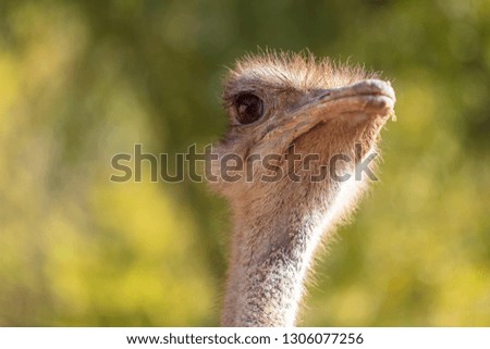 Portrait of an ostrich in the park .