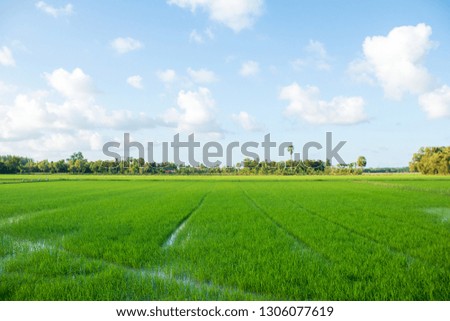 Soft and blurred rice field with sunlight at the  evening time in thailand background.