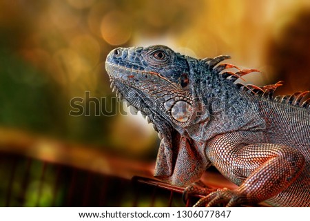 Close up of Lizard Iguana