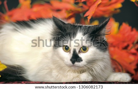 beautiful white with black fluffy cat and autumn leaves