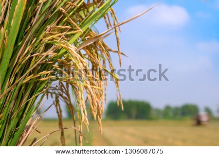Paddy Rice field at north Thailand, Raw nature food background copy space 