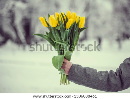 Yellow flowers tulips in the hands of a girl. Snow, winter landscape. Background to Valentine's Day and March 8th.  Royalty-Free Stock Photo #1306088461