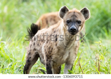 A medium shot of hyena standing looking straight in to the camera.