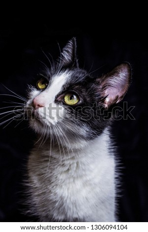 black and white green-eyed cat on a black background

