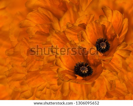 Floral Background from petals and flowers of orange poppy. Flower composition. Nature.