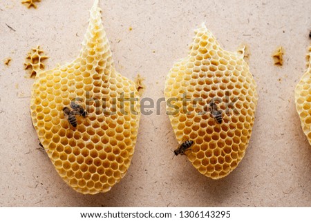 Uterus Bees on Real Honeycombs Made by Bees