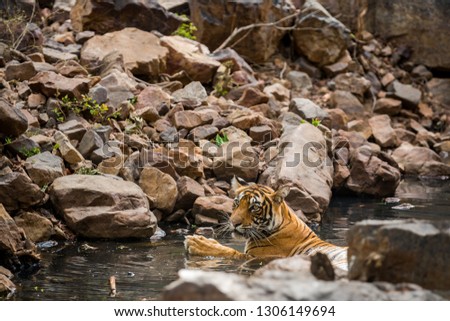 tiger cub cooling off in water in hot summers at Ranthambore Tiger Reserve India

