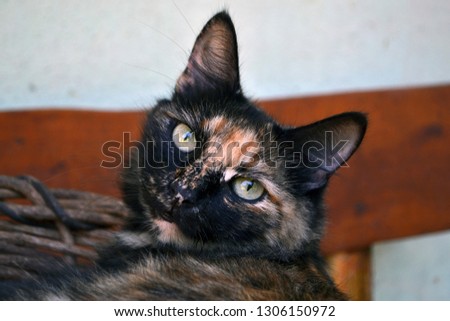 cute three-colored cat