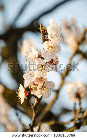 flowering peach, bloom of trees in spring, peach tree flowers