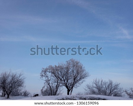 Winter landscape with trees and blue sky	