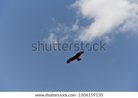 Eagle flying high in the sky. A bird against the blue sky on a bright elephant day.