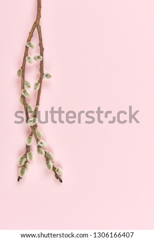 willow twigs on a pink background close-up. Concept for Easter