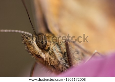 Macro photography of a beautiful butterfly with well detailed hair on her body , sitting in a pink flower in the garden of the house, with long legs and antennas. the background is blurred 