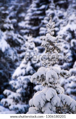 Fir / Spruce tree in winter covered with snow with one highlighted towards a bokeh background. 