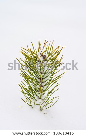 Photo of frozen pine tree background, beautiful Christmas greeting card, xmas holiday
