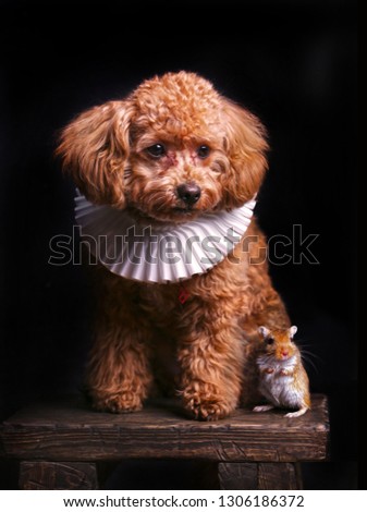 Cute Portrait of Poodle Dog and Gerbil
