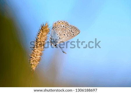 A small butterfly of polyommatus icarus with a blue dove sits on a dry spikelet of grass