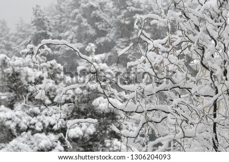 Winter, trees under the snow 