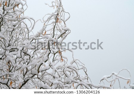 Winter, trees under the snow 