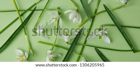 Spring flowers, white snowdrops over green background. Abstract background. Flat lay. Banner.